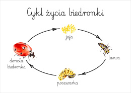 Plakat Cykl życia biedronki A3, realistyczne malowane ilustracje