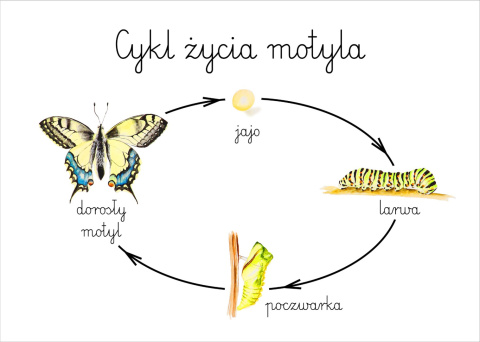 Plakat Cykl życia motyla A3, realistyczne malowane ilustracje