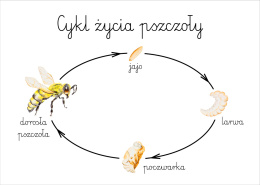 Plakat Cykl życia pszczoły A3, realistyczne malowane ilustracje