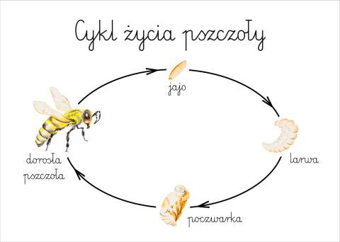 Plakat Cykl życia pszczoły A3, realistyczne malowane ilustracje