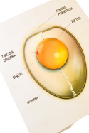 Ptasi zarodek, drewniana układanka, budowa jajka