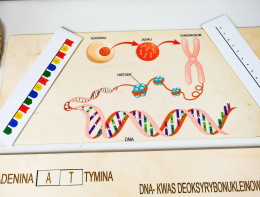 Skumaj DNA, drewniana układanka, pomoc biologiczna, genetyka